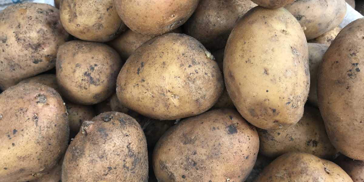 Картофель великан описание сорта. Семена картофель фермер. Сорт картофеля Евпатий. Очень крупный картофель.
