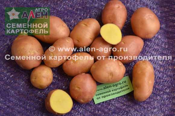 Сорт картофеля «каратоп»: описание, фото, характеристика, достоинства и недостатки русский фермер