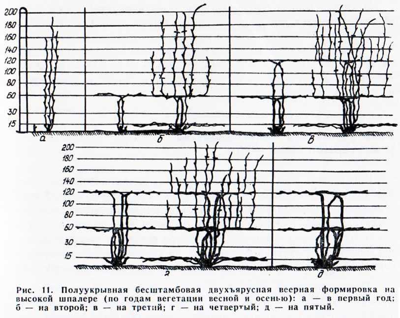 Шпалера для винограда деревянная своими руками чертежи и фото пошаговая инструкция