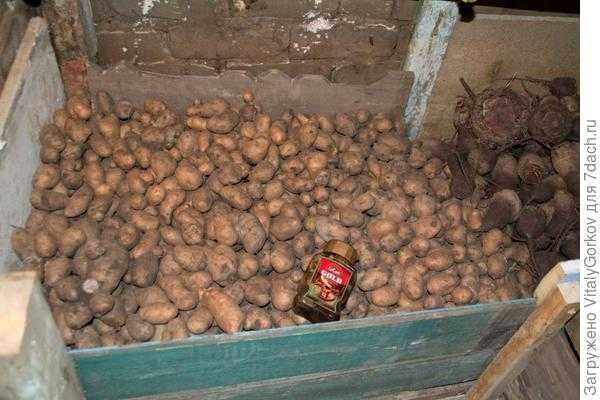 Прорастает картошка в погребе что делать