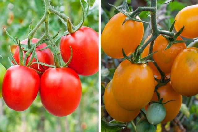 Топ-10 лучших сортов томатов для открытого грунта – рейтинг 2020 года