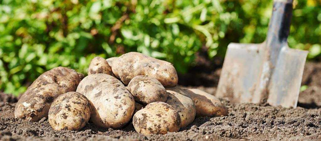 Картофель бриз: характеристика и описание сорта, фото картошки, отзывы о её преимуществах и недостатках