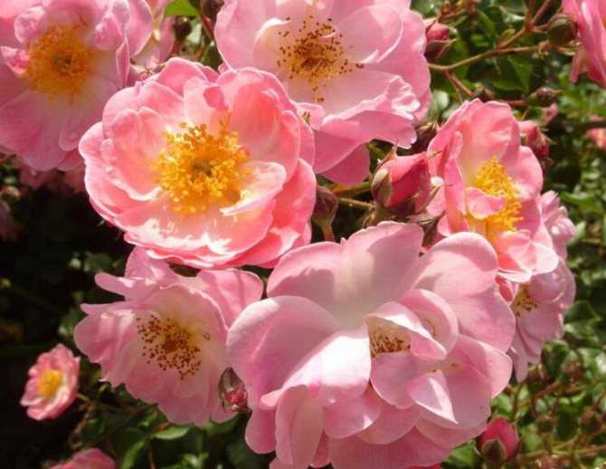 Самые лучшие розы для частного сада: как выбрать, классификация, характеристики