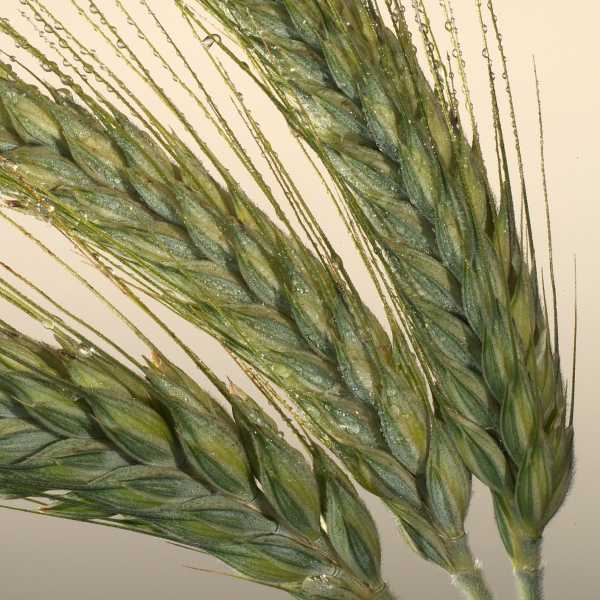Чем отличается рожь от пшеницы? как выглядит колос и зерна пшеницы, ржи? как называется соцветие пшеницы или ржи?