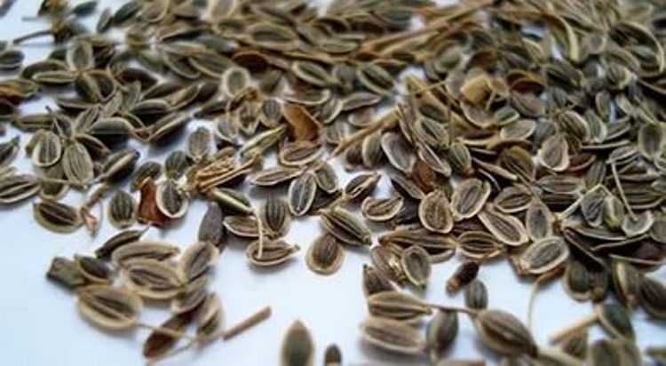Тыквенные семечки от глистов – как принимать, полезные свойства, рецепты и рекомендации