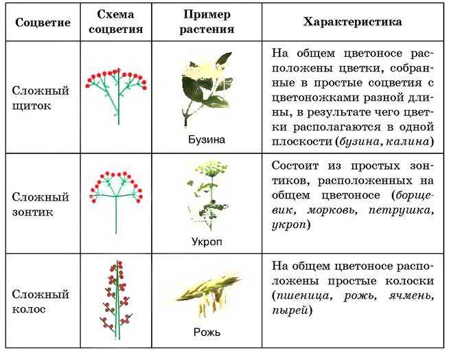 Соцветия растений, биологический смысл, типы соцветий
