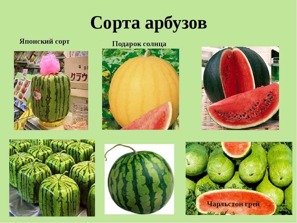 Арбуз — это ягода, фрукт или овощ? описание и особенности плода