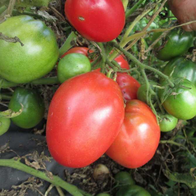Томат петруша огородник: характеристика и описание сорта, фото, отзывы, урожайность
