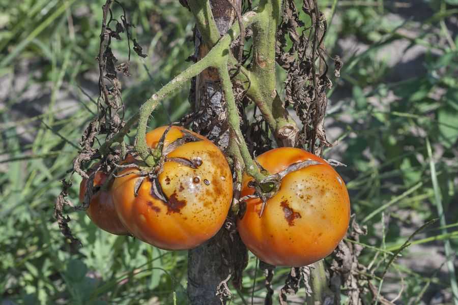 Пандемия огородного масштаба. как предотвратить фитофтороз томатов?