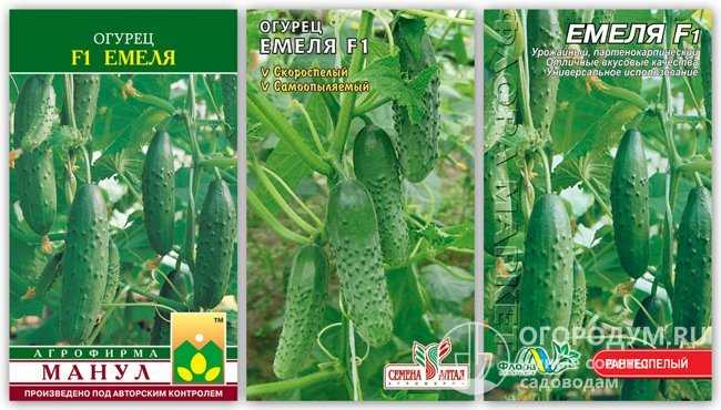 Огурцы емеля f1: характеристика и описание сорта, особенности выращивания и ухода, фото