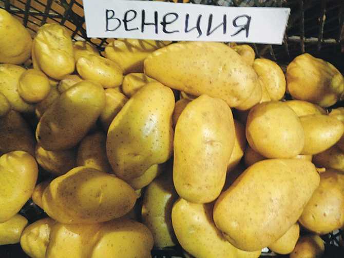 ✅ картофель аврора – описание сорта и отзывы - cvetochki-rostov-na-donu.ru