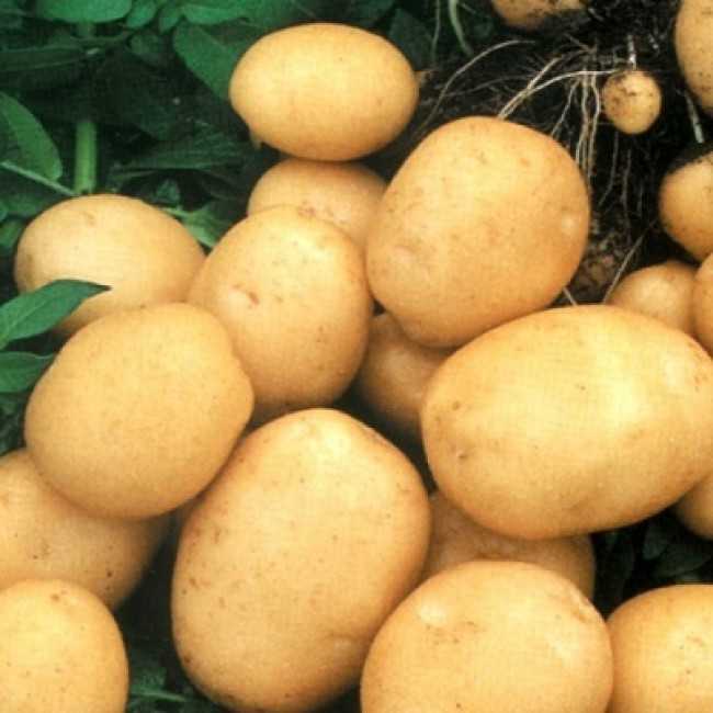 Колобок картофель характеристика отзывы. Сорт картошки Фортуна. Мини-клубни картофеля. Картофель Фаворит. Купить семена картофеля Берлинка.