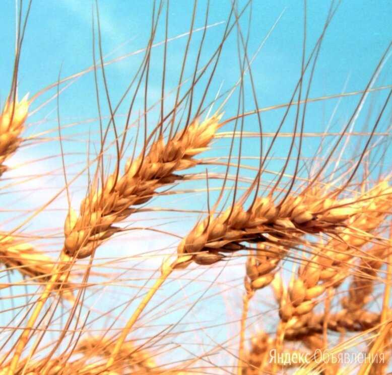 Строение, рост и развитие зерновых хлебов