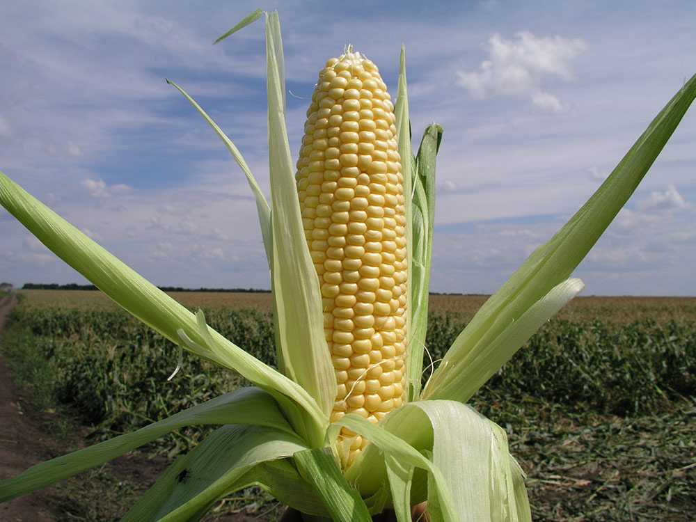 Кормовая кукуруза: сорта овоща для корма скота, области применения, регионы и особенности выращивания