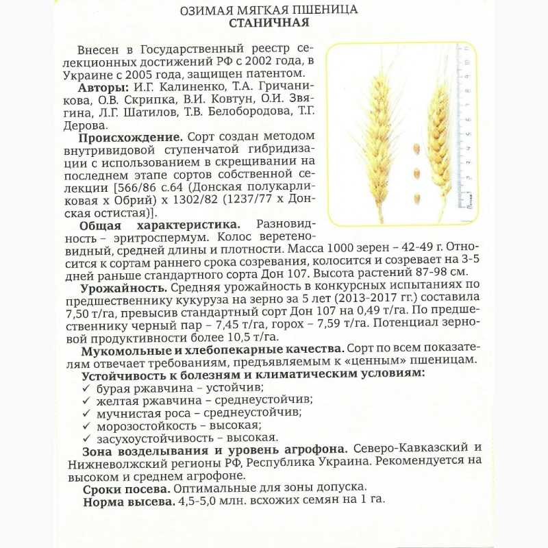 Лучшие сорта яровой пшеницы: характеристика уралосибирской, дарьи, омской и других