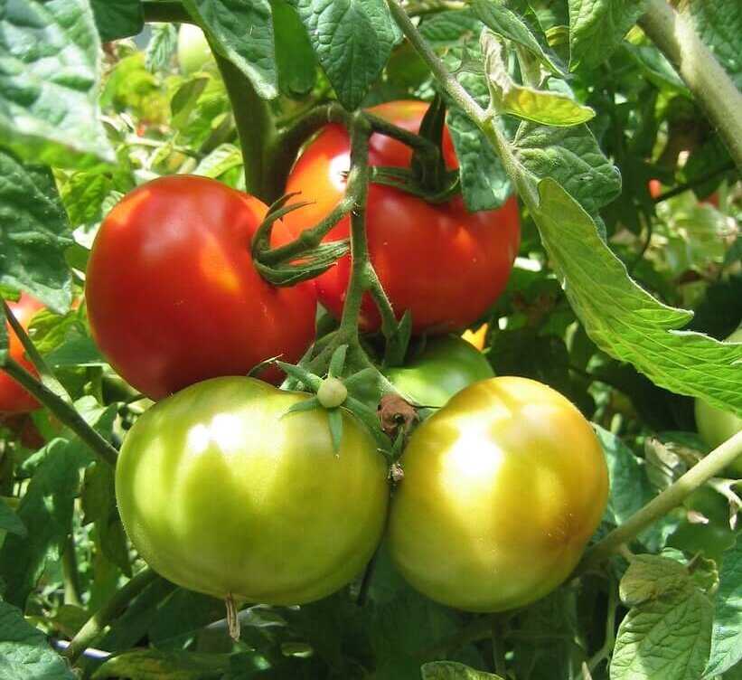 Описание сортов томатов андромеда f1: розовые, красные и желтые