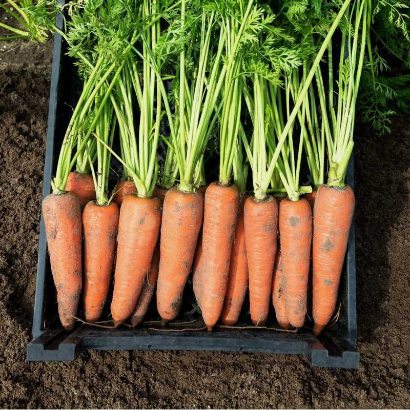 Классификация сортов моркови