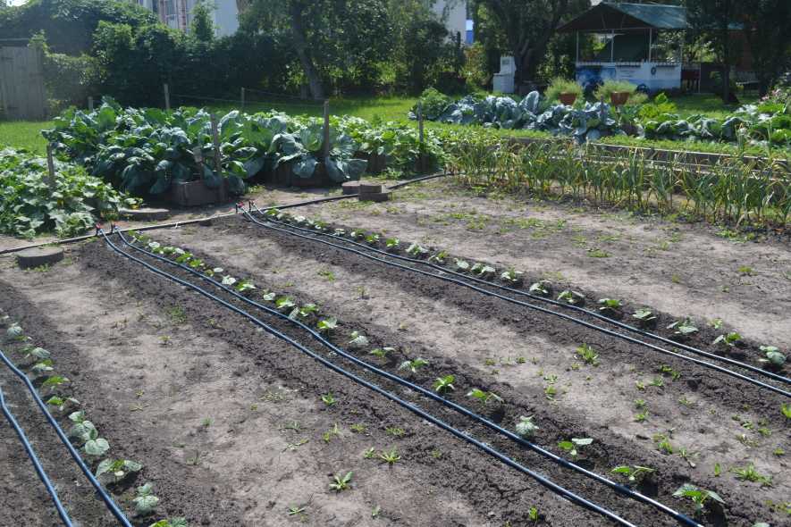 Выращивание картофеля по методу митлайдера и уход за посадками