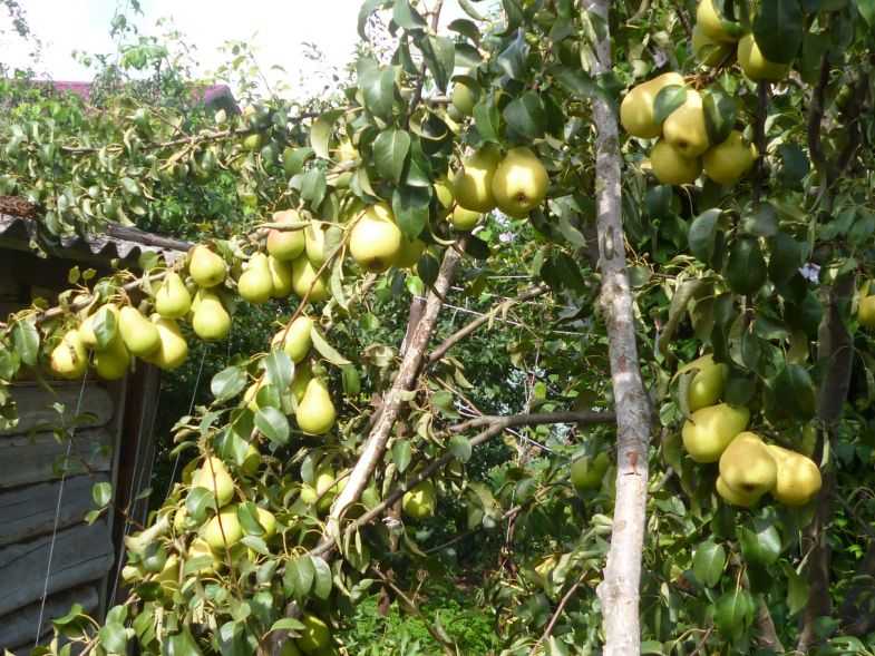 Груша чижевского: отличие от лады, описание сорта и отзывы про уход