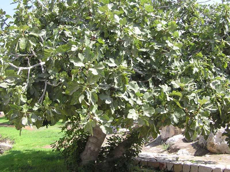 Инжир – ficus carica (l.), фиговое дерево, смоковница, винная ягода. фикусы: инжир и др.. царство: phyta или plantae = растения