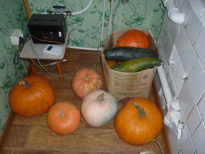 Как хранить тыкву в домашних условиях в квартире: как сохранить овощ на зиму