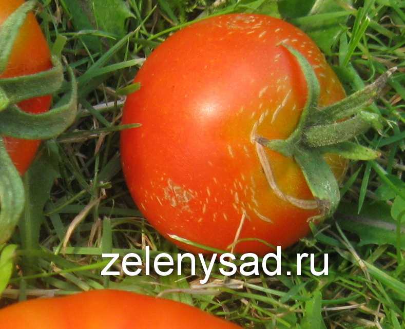 Как избежать растрескивания помидоров при созревании в теплице