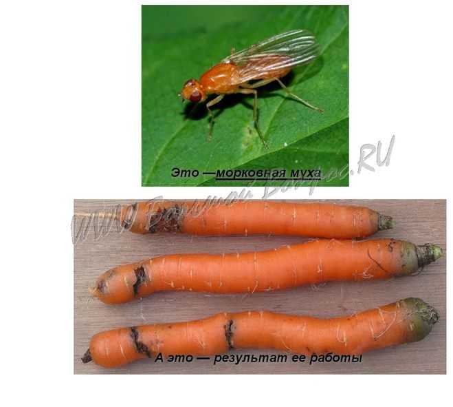 Морковная муха: как с ней бороться на участке
