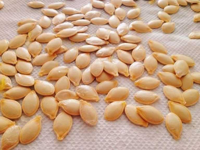 Кабачковые семечки: польза и вред для организма, лечебные свойства и различные способы применения семян кабачка при лечении ряда заболеваний