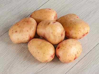 Рекордно ранние и долгохранящиеся урожаи — картофель сорта нандина: описание и отзывы