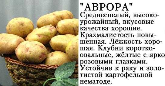 Сорт картофеля журавинка — гордость белорусской селекции