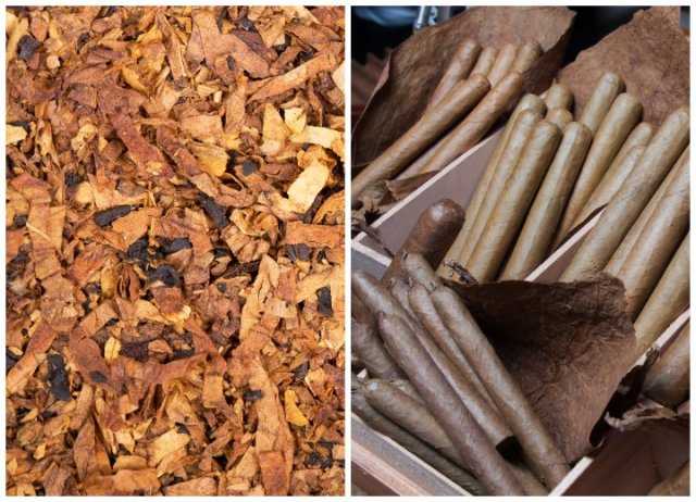 Табак вирджиния (virginia): описание сигаретного сорта, выращивание из семян в домашних условиях и на участке, отзывы о вирджинском сорте