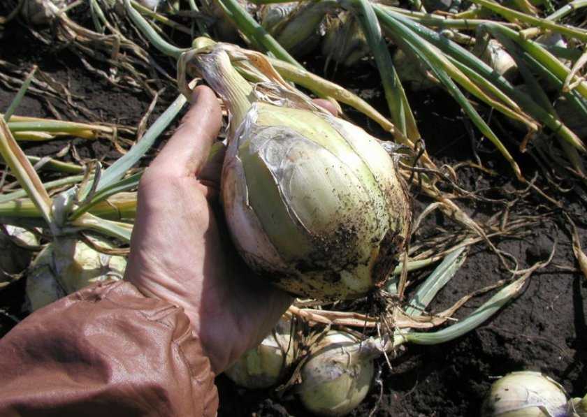 Подробное описание лука «глобо» и особенности его выращивания из семян, севком и рассадой