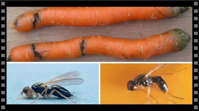 Как быстро избавиться от морковной мухи, лучшие методы борьбы химическими препаратами и народными средствами