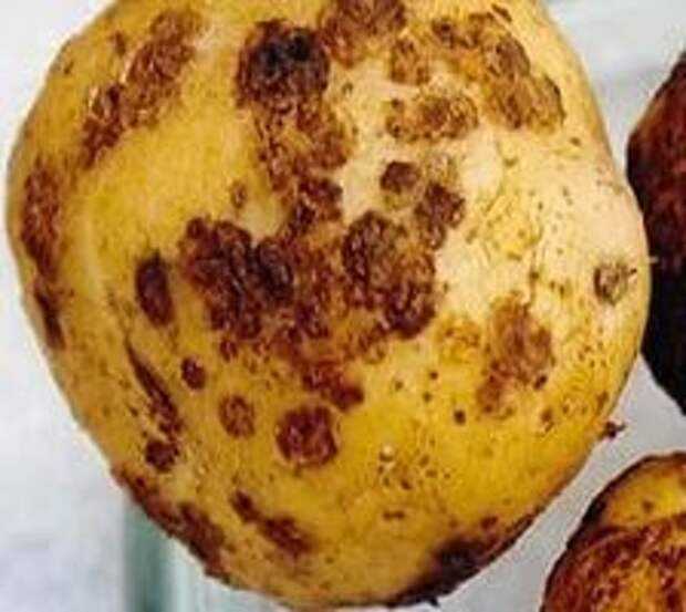 Рак у картошки фото и описание