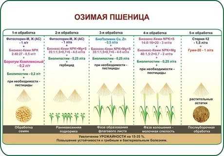 Характеристика и правила выращивания озимой пшеницы сорта алексеевич