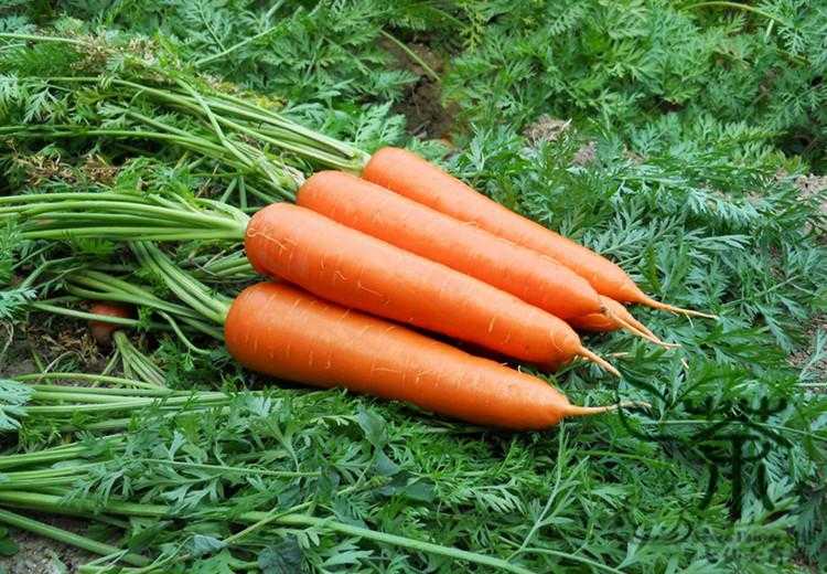 Овощ похожий на морковь белого цвета