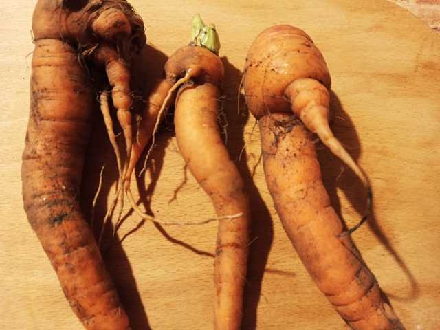 Почему морковь корявая и как этого избежать