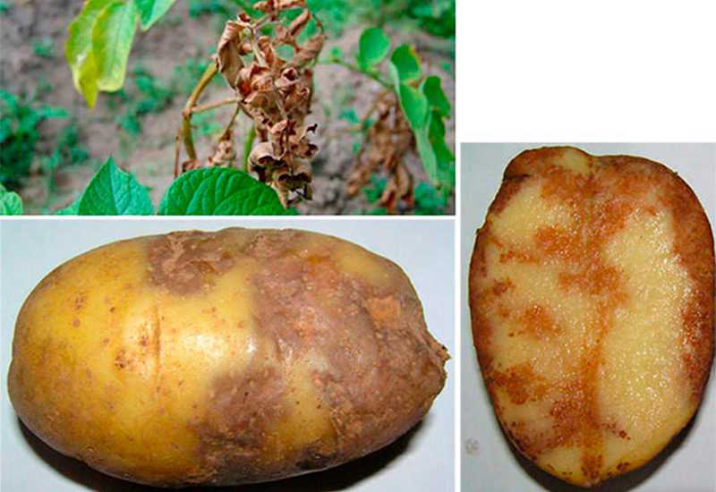 Как сохранить картошку в погребе от гниения: почему вообще клубни чернеют внутри, а также чем обработать овощи от болезни