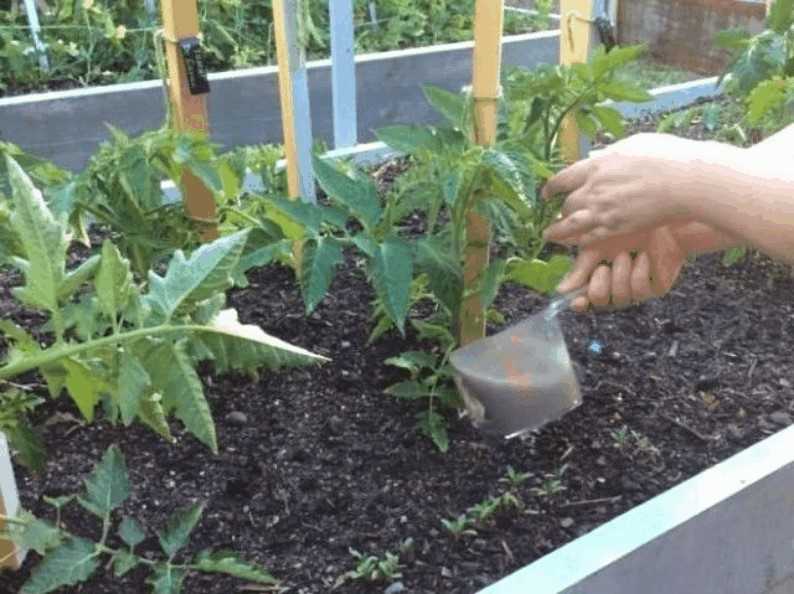 Подкормка томатов: когда и чем подкармливать помидоры во время цветения и плодоношения, как повысить урожайность