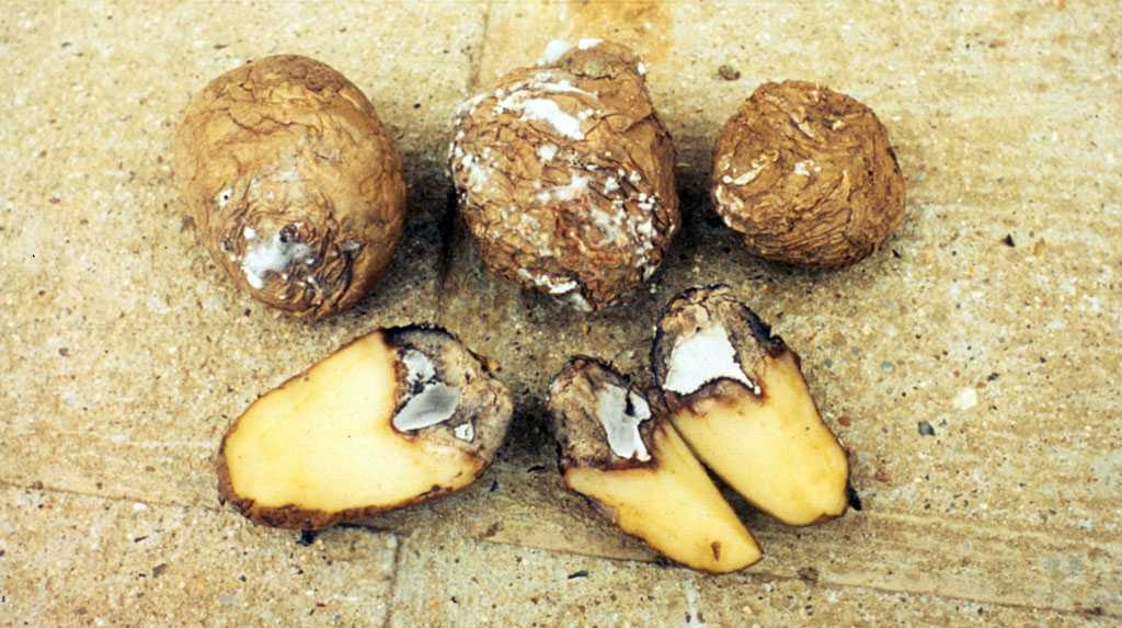 Можно ли есть мягкую картошку и почему она вянет в земле