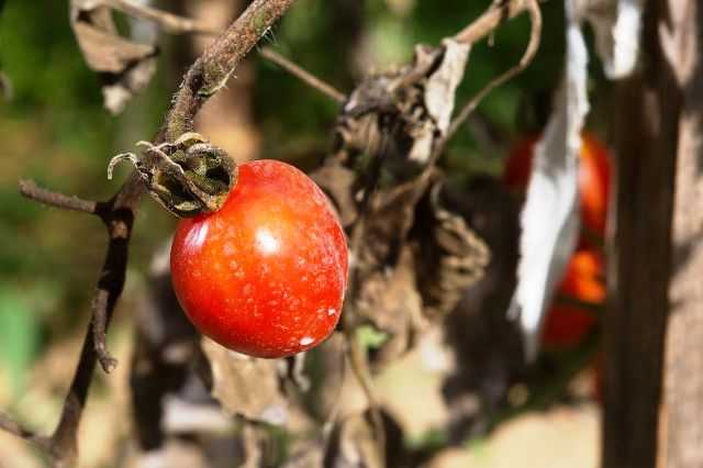 Болезни и вредители помидоров: фото, способы лечения томатов в теплице и открытом грунте