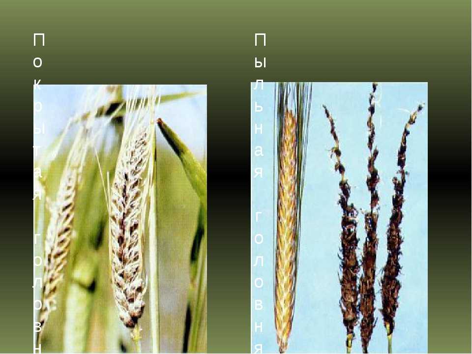 Головня твердая пшеницы | справочник по защите растений — agroxxi