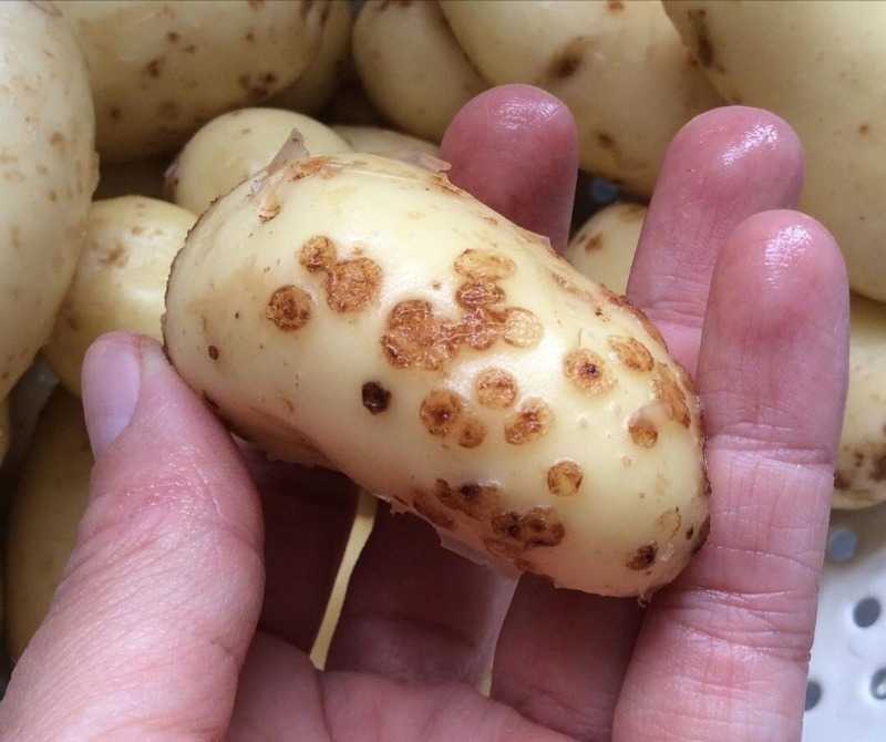 Почему гниет картошка в земле: что делать, чем обработать, как спасти, чем лечить картофель | qlumba.com