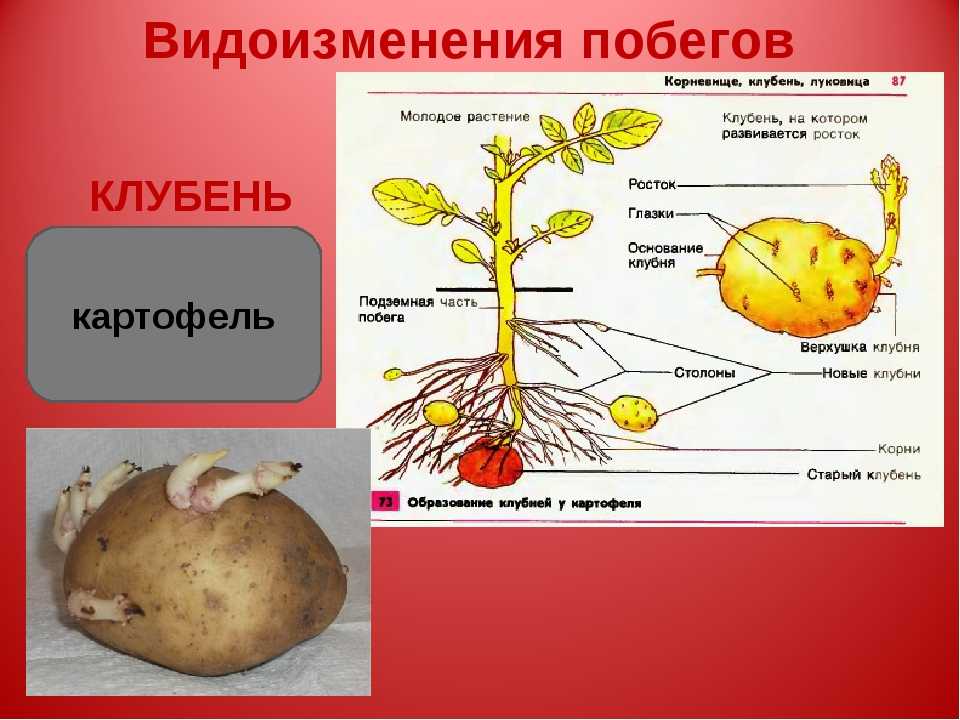 Строение картофеля: корневая система, клубни и надземная часть