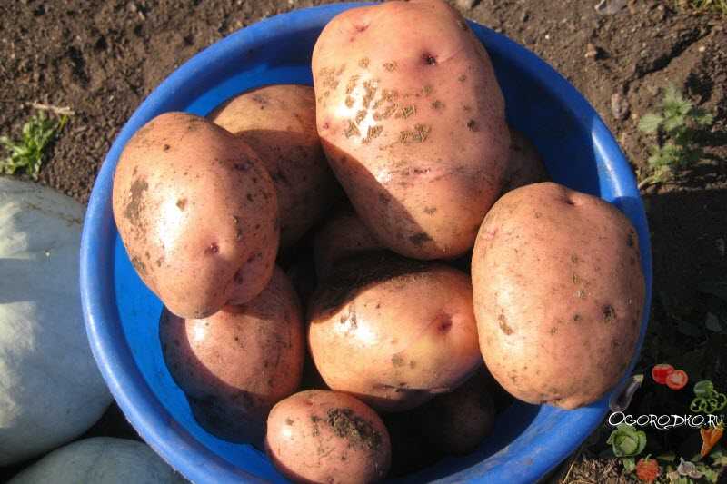 Картофель «аврора» (13 фото): характеристика и описание сорта, вкусовые качества овоща, отзывы дачников