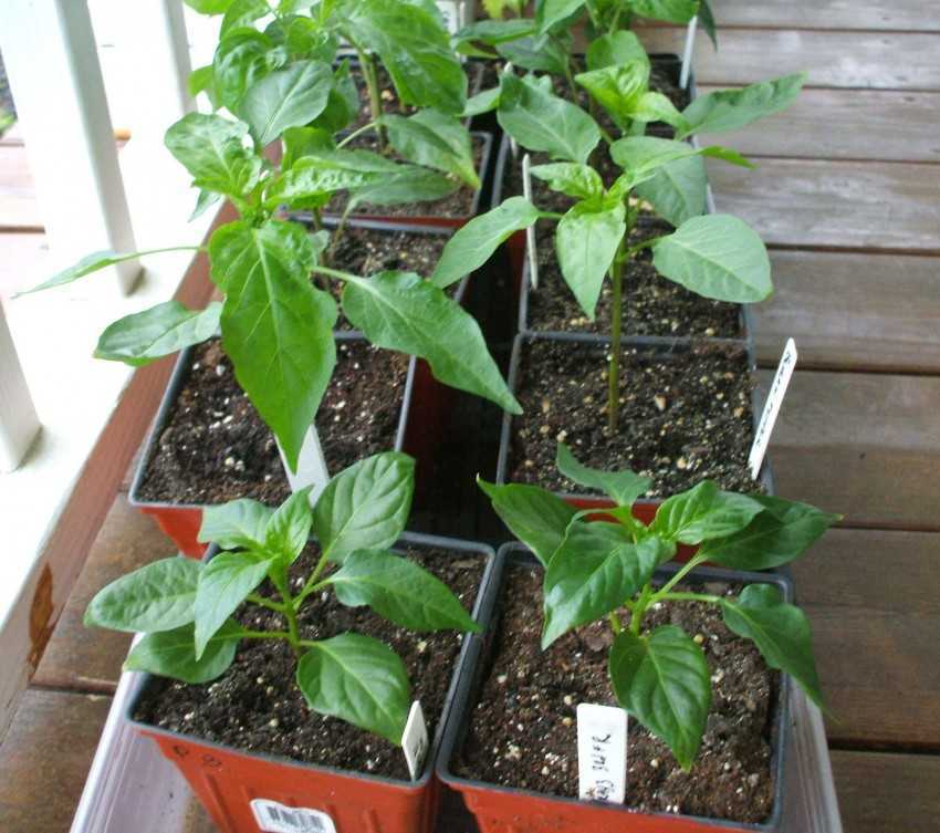 Острый перец чили: выращивание из семян в домашних условиях и на огороде, посадка и уход