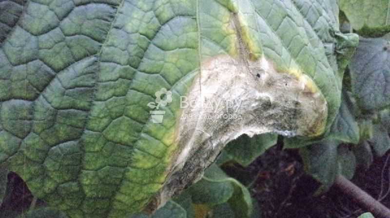 Причины возникновения и методы лечения черного налета на листьях огурцов в теплице – agronom-expert
