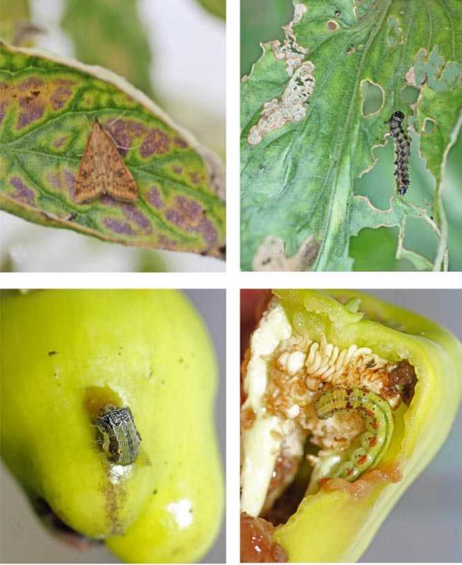 Народные рецепты против насекомых — вредителей растений