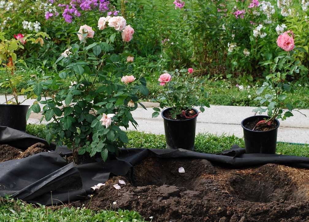 Как сажать розы на дачном участке — особенности ухода за цветами