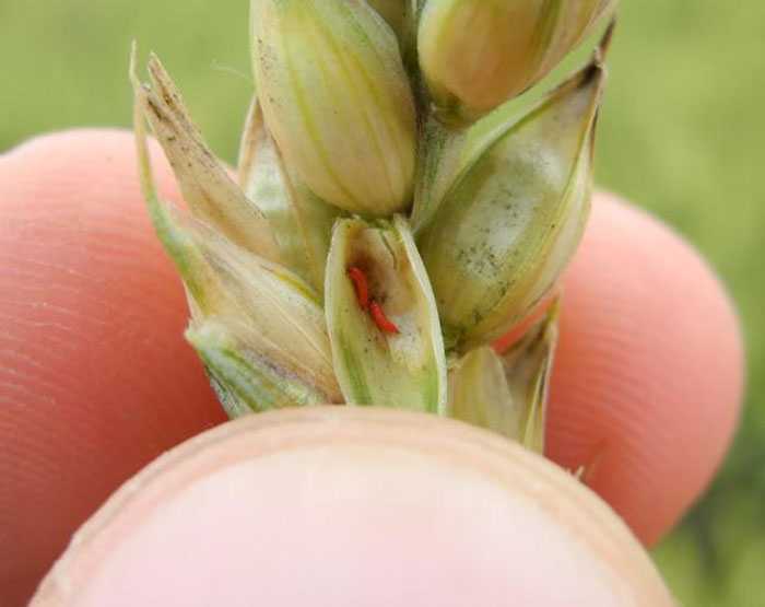 Фузариоз пшеницы: описание болезни колоса, симптомы и как правильно лечить